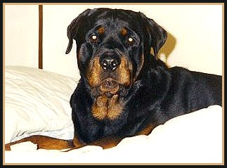 Apollo Bed