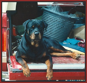Apollo In Bronco