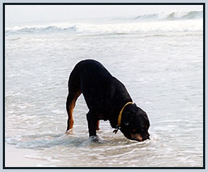Apollo Ocracoke